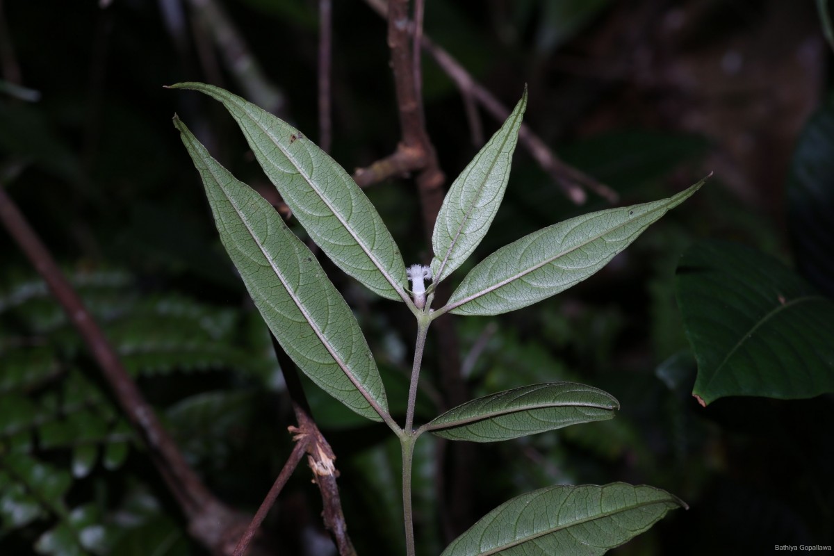 Lasianthus thwaitesii Hook.f.